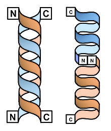 formes en double hélice et simple hélice dimérique de la gramicidine D