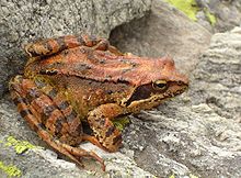 une grenouille de couleur rousse marbrée de brun, aux joues noires