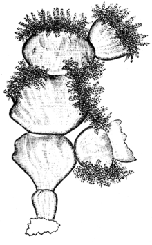 Dessin de 1904 de Friedrich Oltmanns montrant les franges de vésicules reproductives apparues sur les bords des segments de l'algue