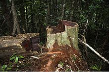Une souche de bois de rose et un tronc à ses côté, le cœur aux reflets rouge sombre, dans la forêt du parc national de Marojejy