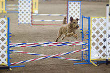 Irish Terrier en concours d'agilité