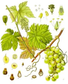 L'illustration est une représentation de tous les organes aériens de la vigne : sarment aoûté, rameau herbacé, feuilles, grappes, grains, pépins, fleurs, vrilles...