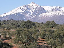 Paysage montagneux avec un olivier et en arrière plan le mont Lalla Khadidja enneigé