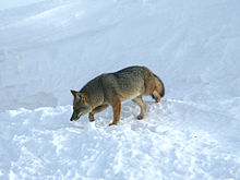 Un animal intermédiaire entre renard et loup en liberté dans la neige