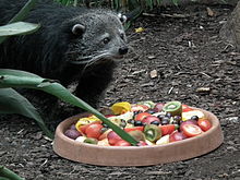 Un binturong de zoo devant un plat de légumes et de fruits (kiwis, tomates, olives...)