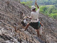 Un groupe de personnes pratiquant le tavy, en plantant le riz sur des zones brûlées.