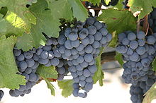 Photo couleur de raisins noirs à pruine bleutée