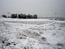 La photographie présente un paysage catalan sous la neige. Une vigne laisse sortir ses ceps tordus de la couche blanche. En arrière-plan, des lignes électriques et un village émergent de la blancheur du sol et du gris du ciel.