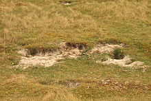 Terrain sableux et herbeux avec des trous à mi-pente