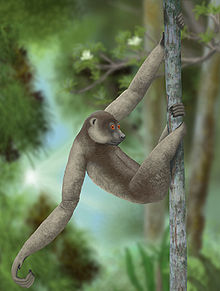 Un lémurien géant, se suspendant le long d'un tronc avec ses longs bras et jambes, à la manière d'un paresseux.
