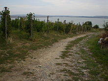 La photographie couleur montre une vigne en automne au bord d'un chemin de terre. En arrière plan, un plan d'eau donne une idée de l'escarpement de la colline.