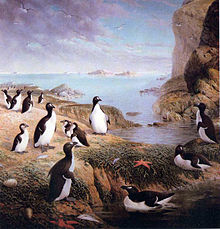 Plusieurs pingouins debout avec leurs petits sur une plage rocheuse, avec l'océan en fond et des falaises sur la droite.