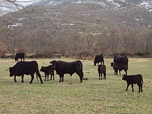 photographie couleur montrant un troupeau de race avilena. Ces animaux sont d'un noir intense uniforme qi tranche sur l'herbage ras jauni. On distingue cinq vaches ou génisses et quatre veaux.