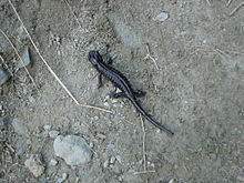 Salamandra Lanzai.JPG