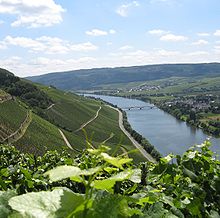 Photographie couleur montrant les coteaux escarpés de la Moselle dans le vignoble allemand. Au premier plan, on distingue des feuilles et vrilles de vitis vinifera ; les vignes vertes sont plantées en pente, zébrées par les murs de soutènement et les chemins qui montent en zig-zag. En fond de vallée, la Moselle coule sous un pont face à un village