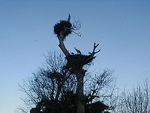 Nids et cigognes dans un arbre à contre-jour