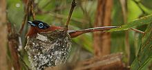 Un petit oiseau avec un bec court et épais, une longue queue, une tête noire et un cercle bleu autour de l'œil, dans son nid.