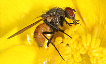 Une mouche à l'abdomen jaune