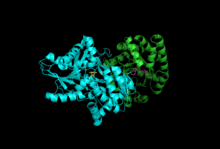 Structure de la tryptophane synthase. La sous-unité α est en bleu et la sous-unité β est en vert.