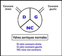 Valves aortiques normales.jpg