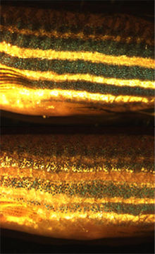 Deux poissons zèbres : celui du haut, qui est resté à l'obscurité, présente des rayures sombres, alors que celui du bas, qui est resté à la lumière, présente des rayures à peine plus sombres que la couleur de fond.