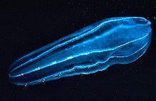Zooplankton2 300.jpg