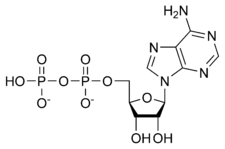 ADP chemical structure.png
