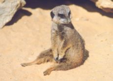 Un petit mammifère au poil ocre, "assis" dans le sable