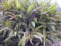  Alpinia zerumbet