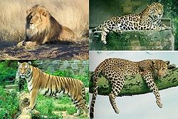  de gauche à droite et de haut en bas :Lion, Jaguar, Tigre et Léopard