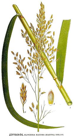  Glyceria maxima