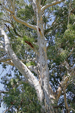  Eucalyptus camaldulensis