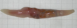  Botulus microporus, extrait d'un intestin de Alepisaurus