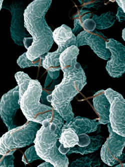  un exemple de Protéobactéries ε, Campylobacter jejuni