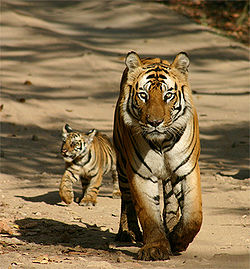 A tiger in Pilibhit Tiger Reserve.jpg