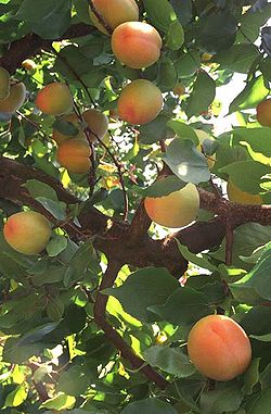  Fruits du Prunus armeniaca, les abricots