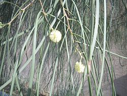  Acacia stenophylla