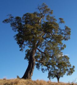  Vieil arbre dans un pâturagede la Plaine des Cafres
