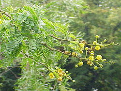  Acacia karroo