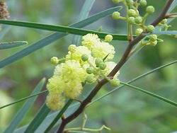   Acacia retinodes