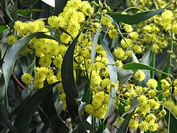  Fleur de Acacia pycnantha