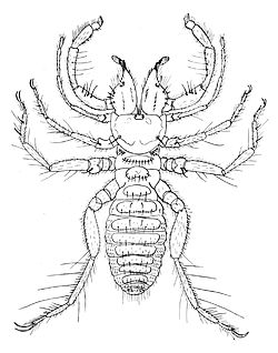  Acanthogylippus judaicus