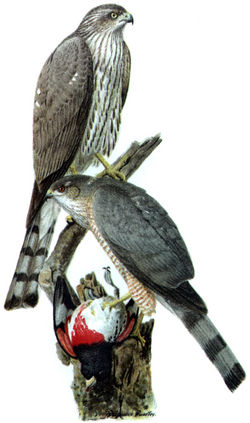  Accipiter striatus