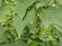  Acer pensylvanicum ssp. capillipes