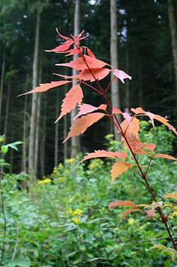  Acer cissifolium 