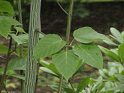  Acer davidii subsp. grosseri