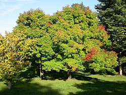  Acer triflorum de l'Arboretum national des Barres