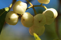 Fruits d'Acronychia oblongifolia