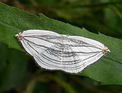  Acropteris iphiata adulte