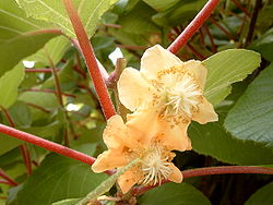 Actinidia chinensis (fleurs)
